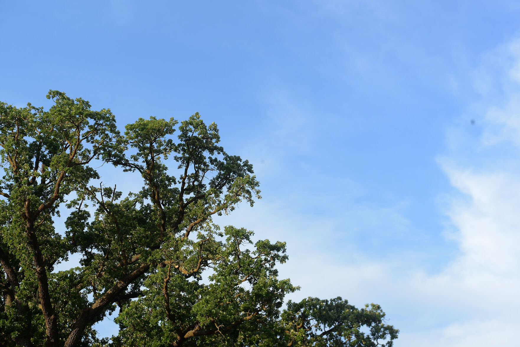 Leaves of the bur oak tree sway in the wind